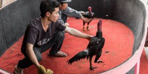 Xem tướng gà chọi dựa vào mào của chiến kê